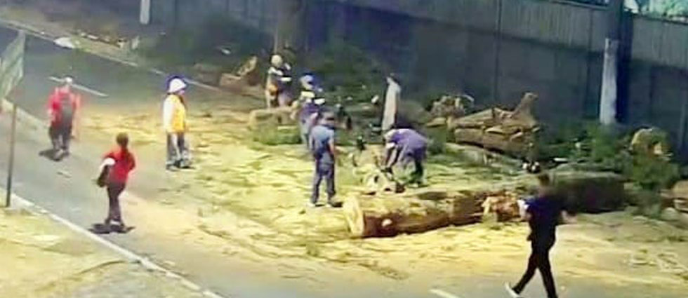 Piden precaución sobre el bulevar del Ejército por tala de árbol que amenazaba con caer