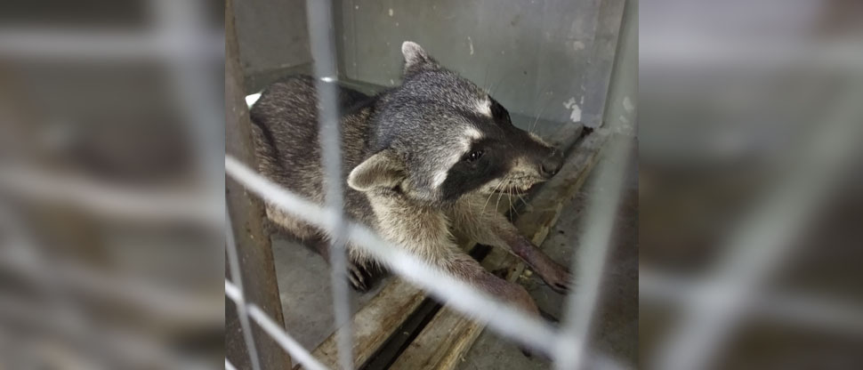 Rescatan a mapache herido en la carretera en San Vicente