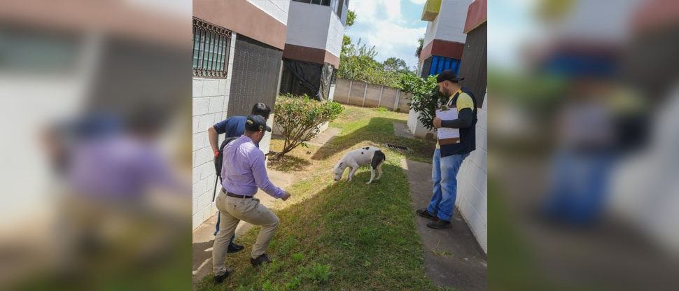 Sancionan a dueño de perra raza pitbull que la dejaba deambulando en condominios