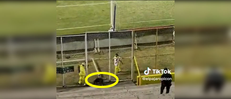 Así fue cómo el “perrito futbolero” se mete a la cancha en el partido del Alianza