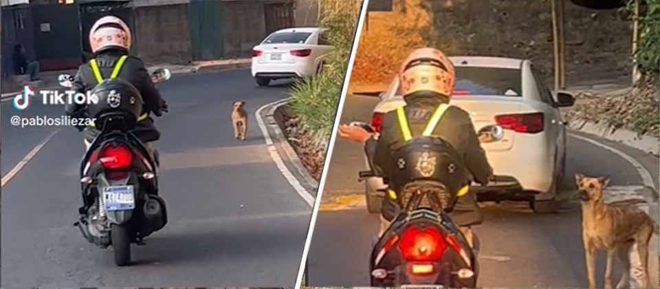 Viralizan video conductor alimentando perritos callejeros en calle El Guaje