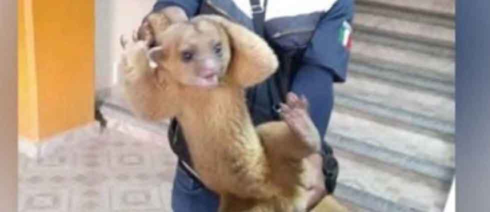 Varios sujetos amarran y golpean a un animal porque lo confundieron con un “brujo” en México