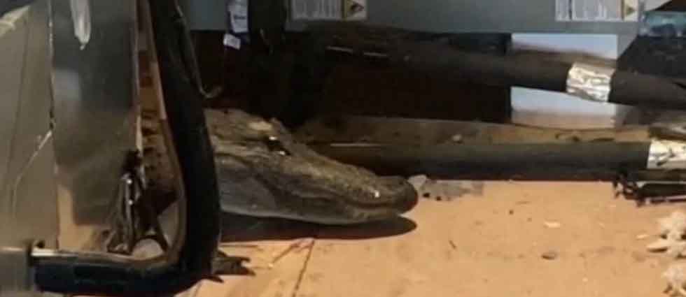 Enorme caimán de 8 extremidades vivía en el ático de una casa en EEUU que nadie lo había notado