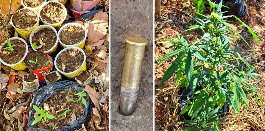 Desmantelan campamento clandestino de la MS donde tenían plantaciones de marihuana y otros ilícitos
