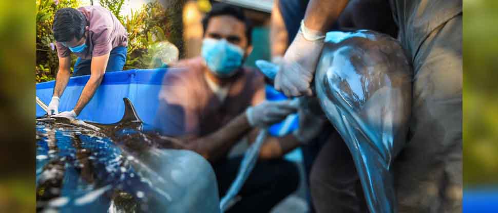 Veterinarios del MARN brinda atención al varamiento de un delfín en playa Costa del Sol