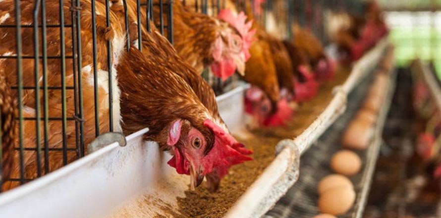 México | Sacrifican a más de 800 mil aves por brote de gripe aviar