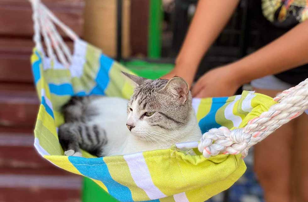 Día del Gato: ¿Por qué se celebra el 8 de agosto?