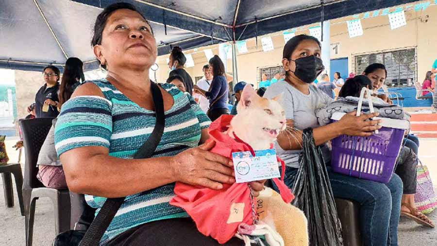 Bienestar Animal realiza esterilización gratuita para gatos y perros en Santiago Nonualco
