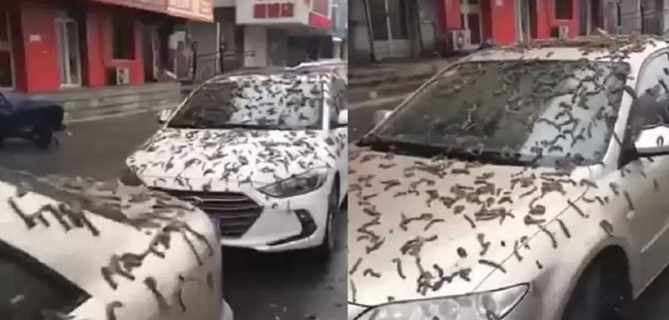 Captan misteriosa «lluvia de gusanos» en China