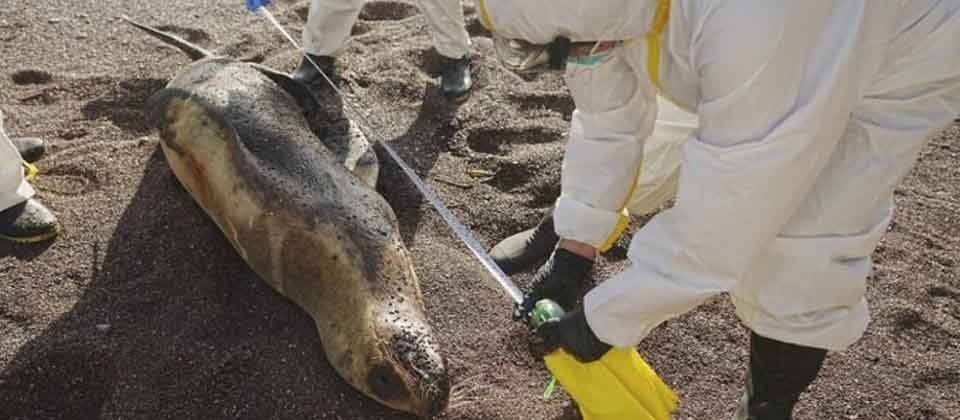 Reportan más de 3,000 lobos marinos fallecidos por presunta gripe aviar en Perú