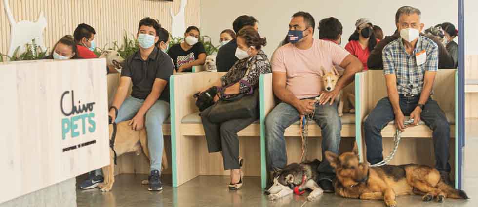 Bienestar Animal proyecta creación de censo de animales de compañía