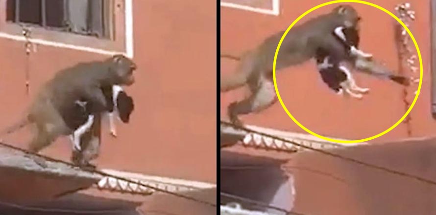 Mono secuestra un perro y lo lleva hasta el techo de un edificio; nadie pudo hacer nada