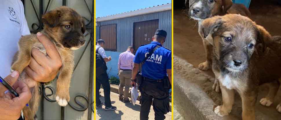 Autoridades decomisan perritos tras denuncia por maltrato en una vivienda de Santa Ana