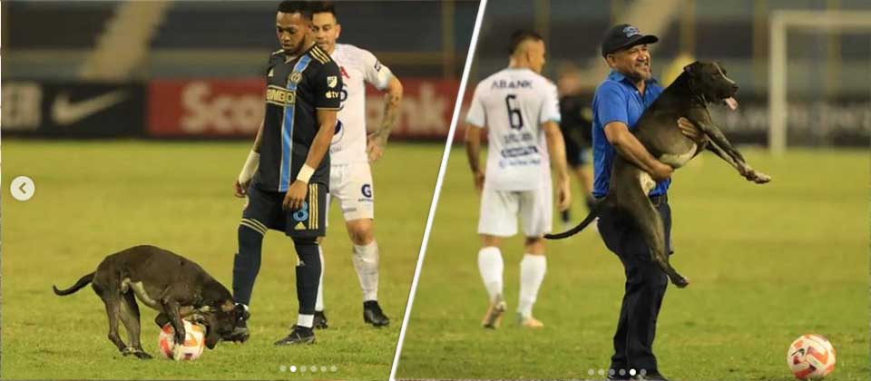 Fotos: Firulais se vuelve tendencia en redes sociales tras ingresar al estadio Cuscatlán