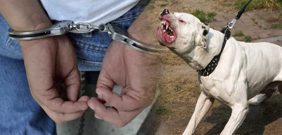 Dueño de pitbull que atacó a una persona pasará tres años en la cárcel: «Deben entender la responsabilidad»