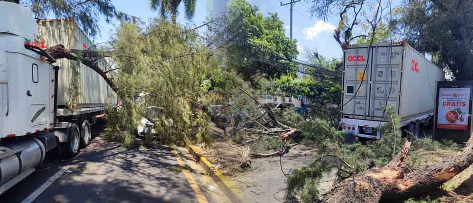 Rastra colisiona contra ramas de un árbol y provoca fuerte tráfico en Alameda Enrique Araujo