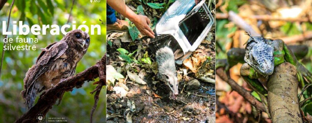 Personal del MARN regresa a su hábitat natural a animales decomisados