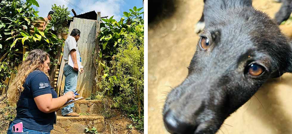Bienestar Animal responde a denuncia por maltrato hacia una perrita y sus cachorros