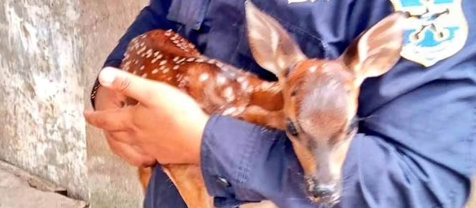 PNC rescata a un venado en Ahuachapán