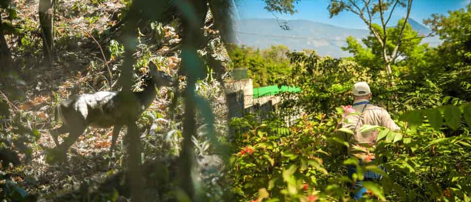 MARN confirma presencia de venados cola blanca en zonas boscosas de Antiguo Cuscatlán