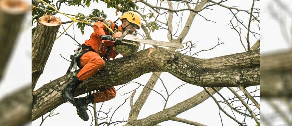 Bomberos realizan corte y limpieza de árboles que ponían en riesgo a familias