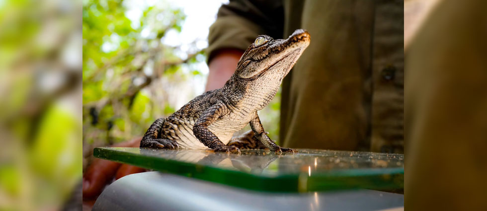 Nacen 28 cocodrilos de un vivero de incubación del MARN