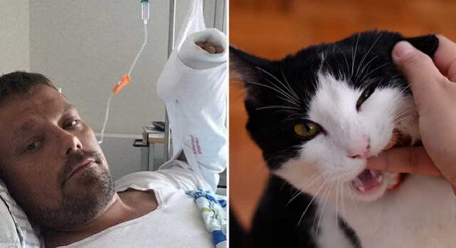 Amante de los gatos muere tras ser mordido por uno