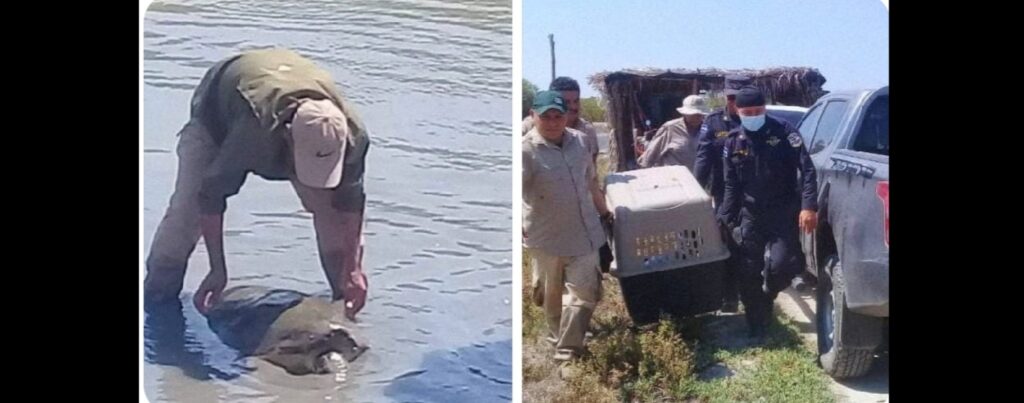 Personal policial y de Medio Ambiente auxilian a una tortuga en Jiquilisco
