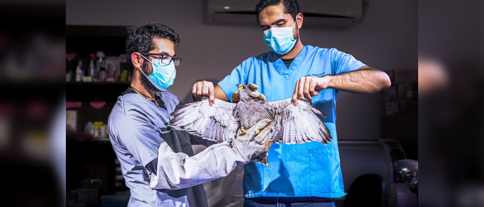 Trasplantan exitosamente plumas en las alas a gavilán que era tenido como mascota