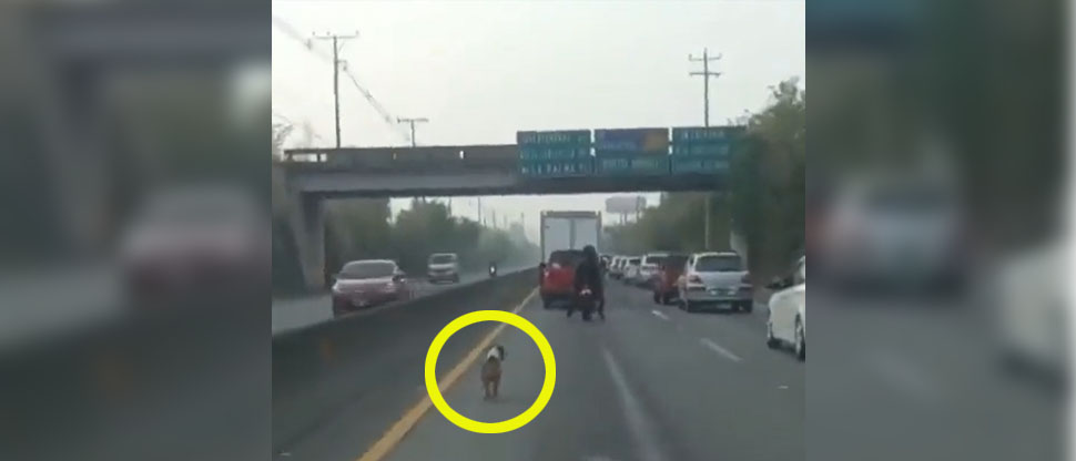 Perrito extraviado casi muere atropellado en la carretera a Quezaltepeque