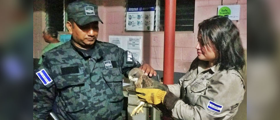Veterinarios del MARN cuidan salud de gavilán que fue entregado por personas en Santa Ana