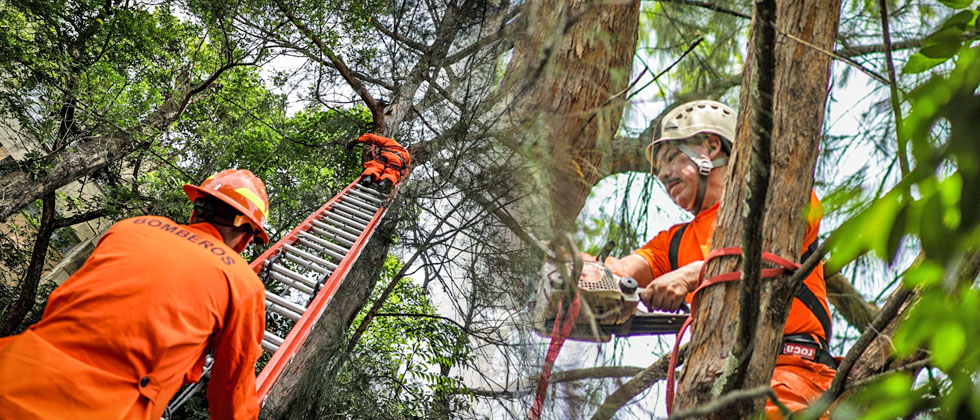 Realizan descopado de árboles como parte de acciones preventivas ante posibilidad de tormentas 