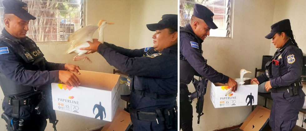Agentes rescatan una garcilla herida encontrada en la Troncal del Norte 
