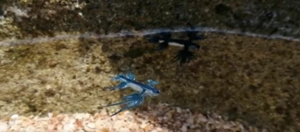 Medio Ambiente confirma presencia de dragones azules en las costas salvadoreñas y advierte: «¡No los toques!»