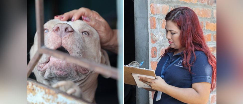Multan a propietaria de Jack, un pitpull que atacó a una perrita  