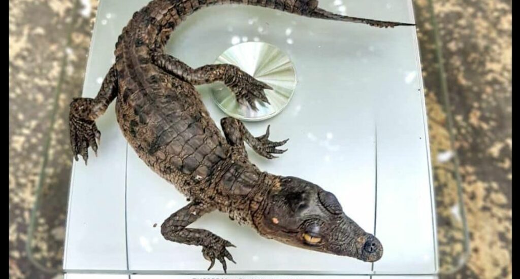 Guardarrecursos del MARN asisten nacimiento de cocodrilos cuyo nido fue saqueado