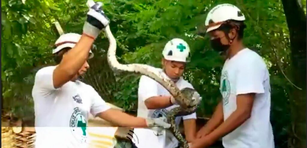Enorme serpiente se mete en una vivienda de El Majahual, La Libertad