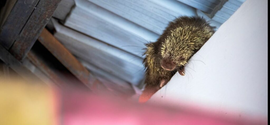 Rescatan a un puercoespín que ingresó a una institución educativa de Nuevo Cuscatlán
