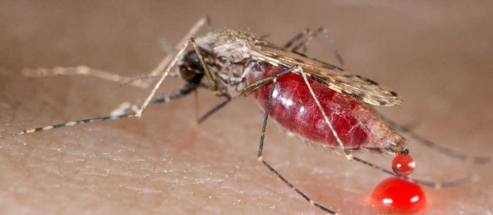 El Salvador se mantiene libre de malaria