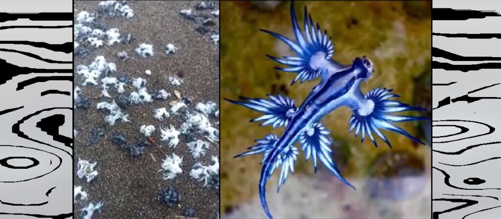 Reportan gran cantidad de dragones marinos en la orilla de playa en La Libertad: VIDEO