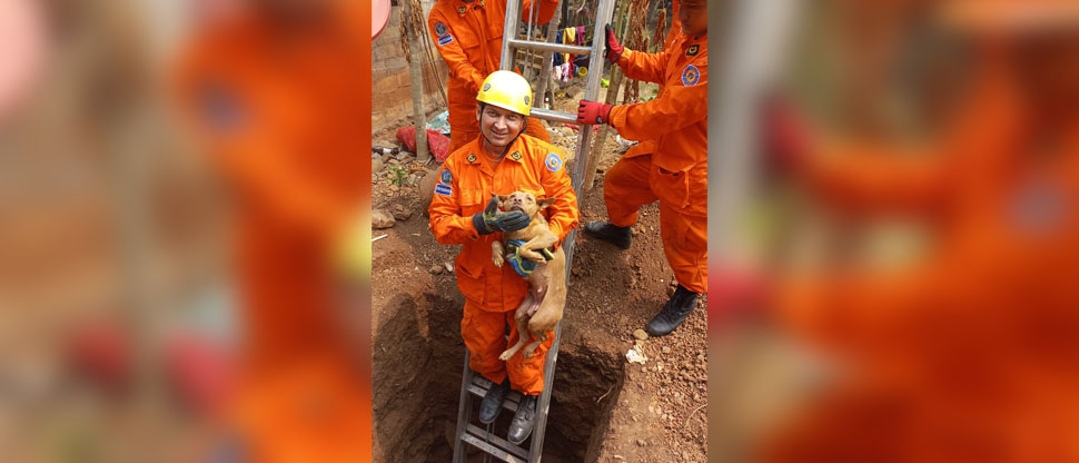 Bomberos recatan a perrita que cayó al fondo de un pozo en La Unión