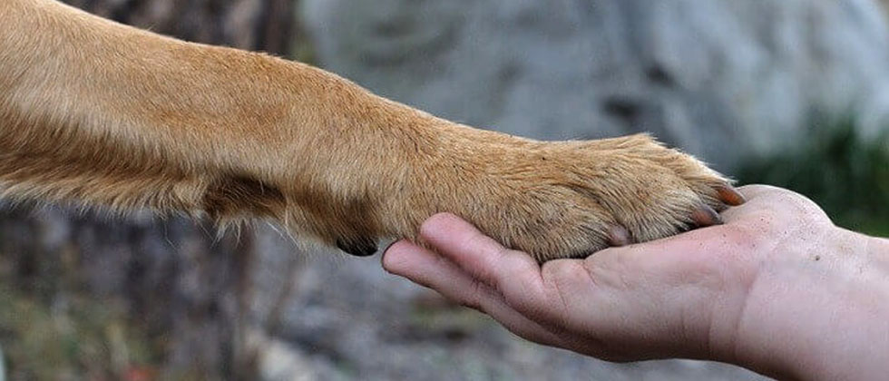 Coco, el primer perro que está siendo tratado por su adicción al alcohol 