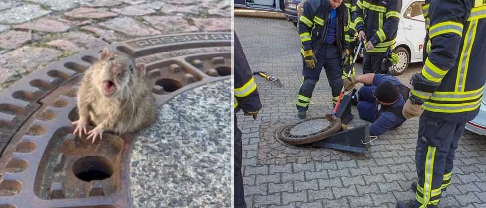 Ocho bomberos rescatan a rata con sobrepeso atorada en alcantarilla