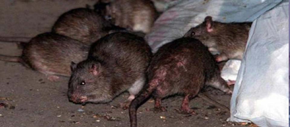 Nueva York reporta plaga de ratas