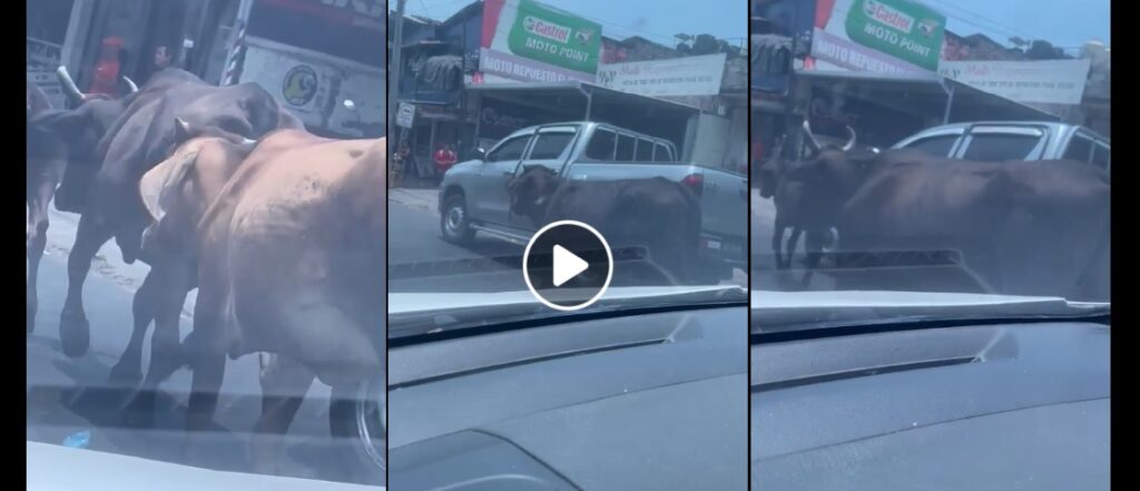 Reportan fuerte tráfico por vacas sueltas en las calles de Zacatecoluca (VIDEO)
