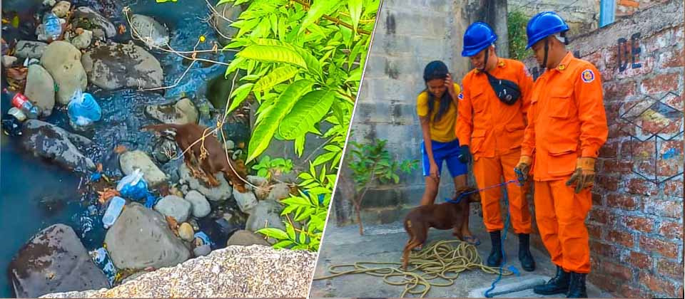 Bomberos rescatan a perrito que estaba atrapado en una quebrada