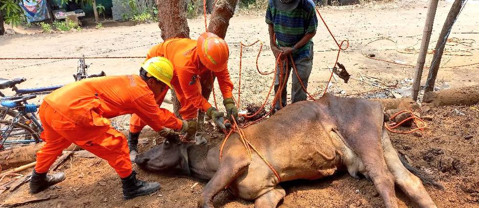 Rescatan a semoviente que cayó en fosa séptica
