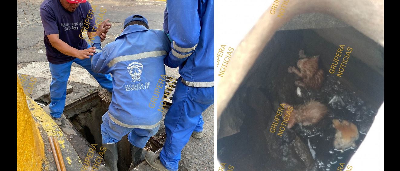 Rescatan a varios gatitos que fueron lanzados dentro de un tragante en Sonsonate