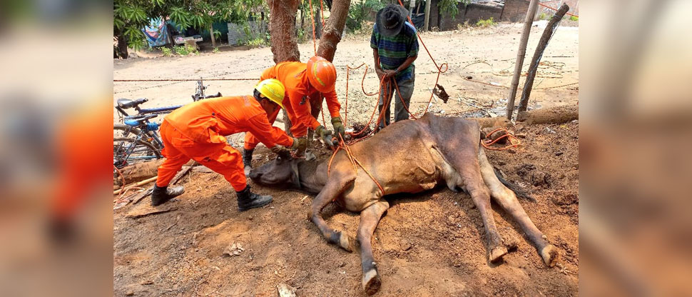 Bomberos rescatan a vaca que cayó en una fosa séptica en Usulután
