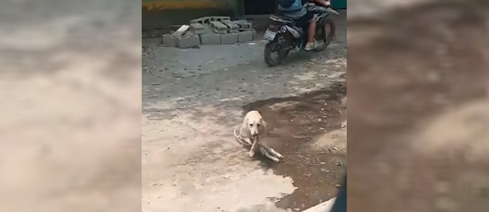 Auxilian a perrito que fue atropellado y que pudo haber muerto si no recibía ayuda